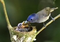 什麼是生物多樣性？概念、特徵、演化關係和威脅
