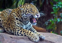 什麼是動物王國？概念、起源、特徵、分類和示例