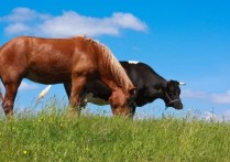 農場動物是什麼？概念、類型、特徵和例子