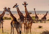 拉馬克的生物演化理論是什麼？概念、特徵、錯誤和成功