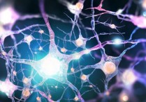 什麼是突觸？概念、特徵、存在類型和疾病影響