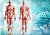 什麼是人體系統？概念、用途、特徵、類型和例子