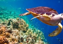 什麼是海岸動物？概念、類型特徵和例子