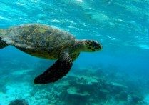 什麼是卵生動物？概念、分類、類型和例子
