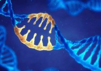 基因是什麼？概念、如何運作、結構、如何分類、基因操縱和突變