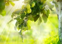 什麼是生產生物？概念、分類和範例、消費者和分解生物