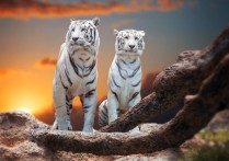 什麼是生物？概念、特徵、生命週期、重要功能和類型