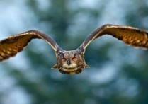 什麼是森林動物？概念、類型、特徵和例子