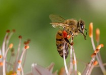 什麼是無脊椎動物？？概念、分類以及例子