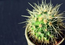 什麼是自養生物和異養生物？概念、特徵、分類意味和例子