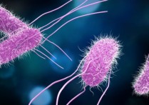什麼是細菌？概念、存在類型、結構、例子以及與病毒差異