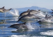 什麼是海豚？概念、棲息地、繁殖和其他特徵