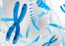 什麼是染色體？概念、特徵、結構組成、主要功能和類型