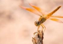 什麼是蜻蜓？概念、類型、特徵、生命週期和壽命