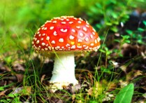 什麼是真菌王國？概念、特徵、分類、營養、繁殖和例子