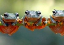 什麼是動物群？類型、野生和家養動物群的特徵