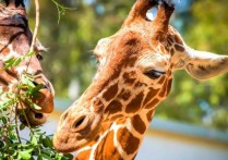 什麼是草食動物？概念、類型、特徵和例子