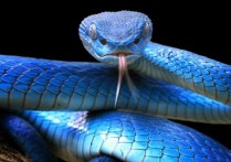 （動物王國的組織）動物界的分類是什麼、它的歷史