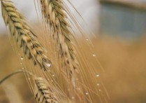 什麼是基因改造食品？概念、特徵、用途、優缺點