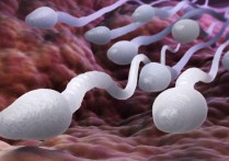 什麼是精子發生？概念、階段、無精子症和卵子發生組成