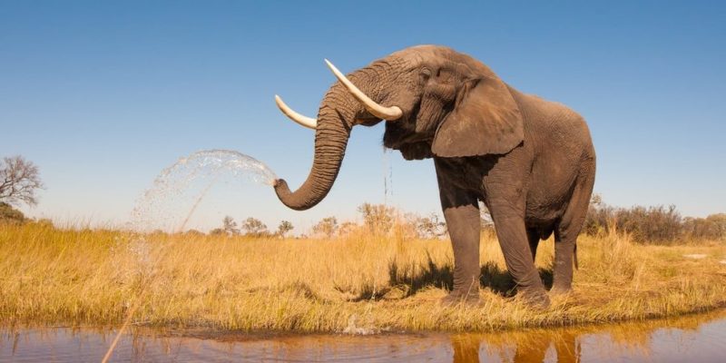 非洲大草原上的動物是什麼？概念、例子和特徵。