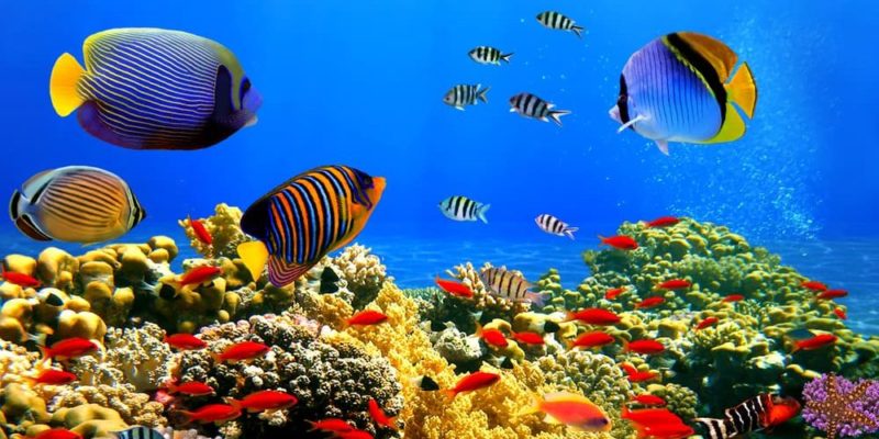 什麼是海洋動物？概念、類型、特徵和例子