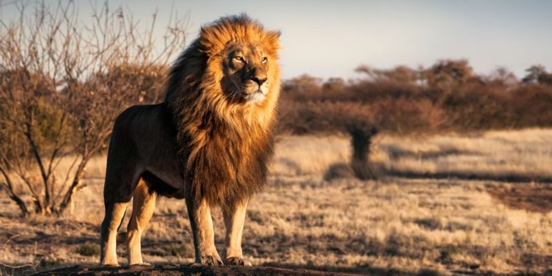 什麼是獅子？概念、繁殖、進食和特點