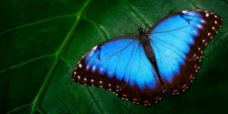 什麼是蝴蝶？概念、棲息地、餵食和特徵