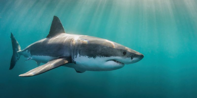 什麼是大白鯊？概念、棲息地、繁殖和特徵
