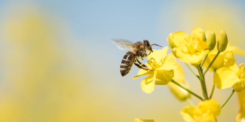 什麼是蜜蜂？概念、棲息地、蜂巢、繁殖和特徵