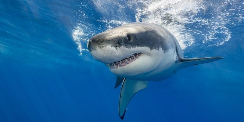 什麼是鯊魚？概念、飲食、棲息地、繁殖和特徵