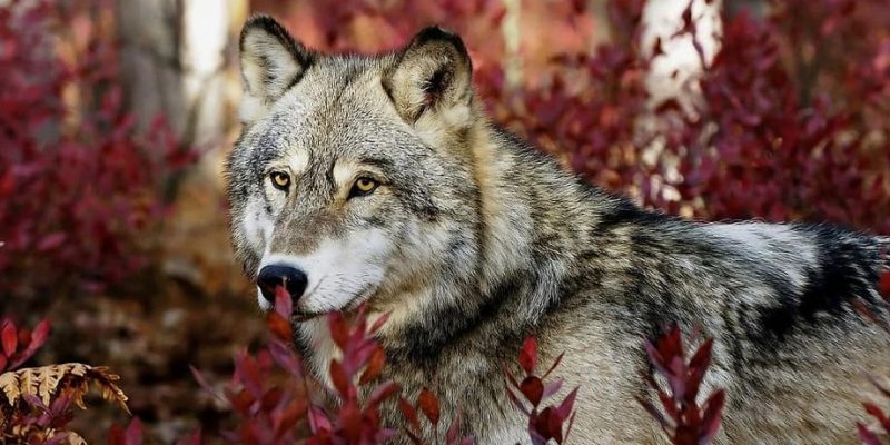 什麼是狼？概念、行為、進食和特徵