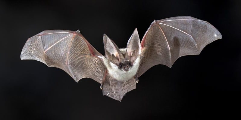 什麼是蝙蝠？概念、棲息地、餵養和特徵