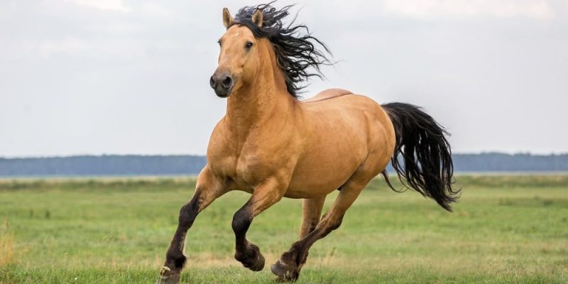什麼是馬？概念、繁殖和特徵