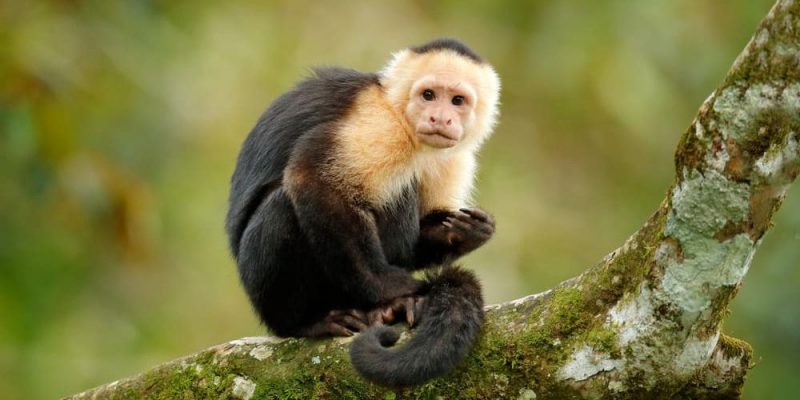 什麼是猴子？概念、特徵和繁殖