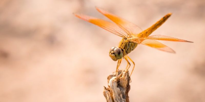 什麼是蜻蜓？概念、生命週期、壽命和特徵