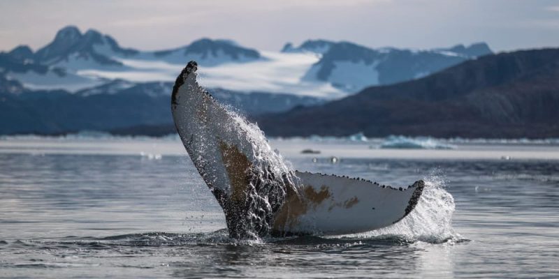 什麼是鯨魚？它們的棲息地、繁殖、進食和特徵
