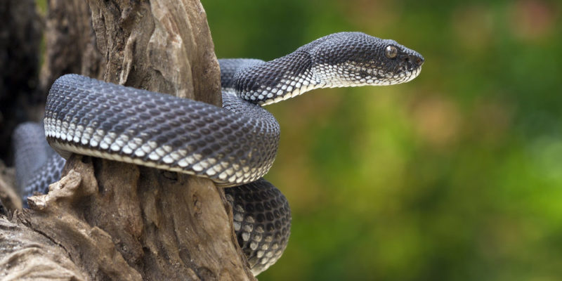 什麼是兩棲動物？概念、類型、例子、起源和主要特徵