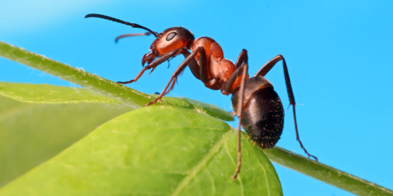 什麼是動物王國？概念、起源、特徵、分類和示例