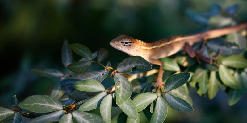 什麼是爬行動物？概念、類型、特徵、繁殖和消化系統、