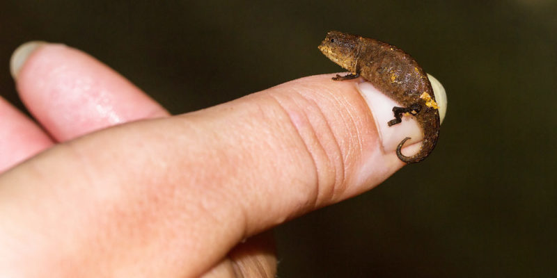 什麼是爬行動物？概念、類型、特徵、繁殖和消化系統、
