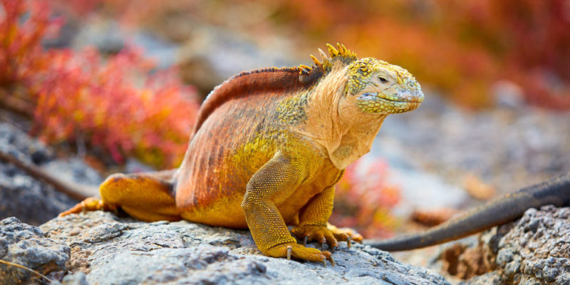 什麼是爬行動物？概念、類型、特徵、繁殖和消化系統、
