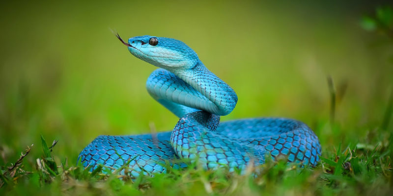 什麼是爬行動物？概念、類型、特徵、繁殖和消化系統、