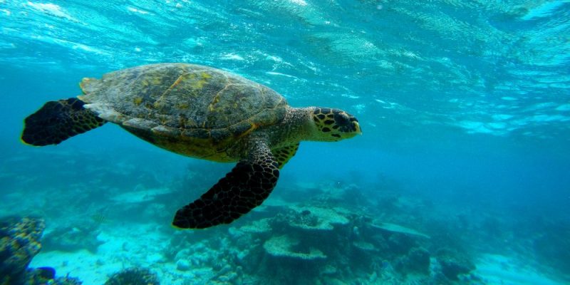 什麼是卵生動物？概念、分類、類型和例子