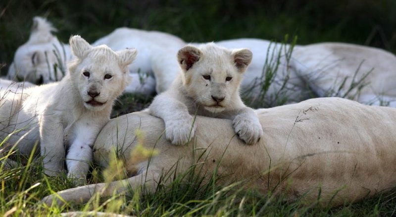 什麼是獅子？概念、生活在哪裡、如何繁殖、餵食方式和特徵