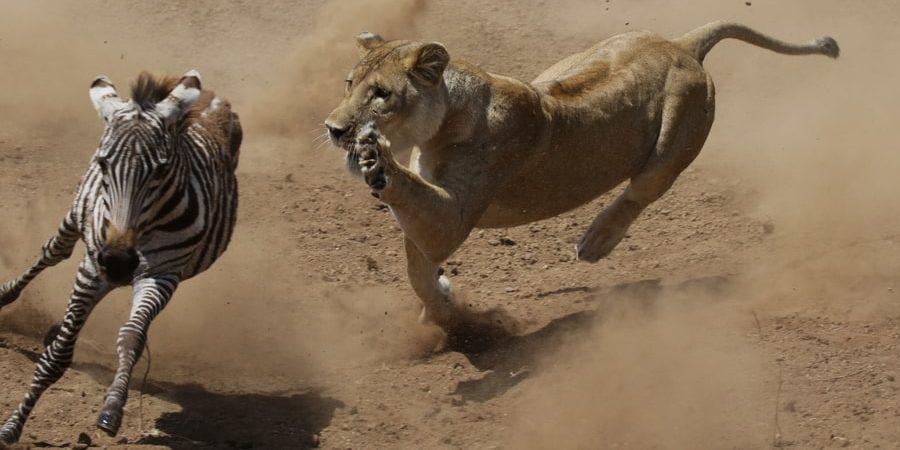 什麼是獅子？概念、生活在哪裡、如何繁殖、餵食方式和特徵