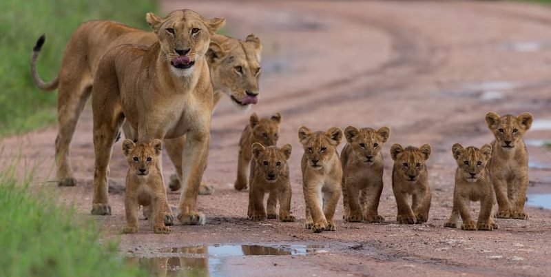 什麼是獅子？概念、生活在哪裡、如何繁殖、餵食方式和特徵