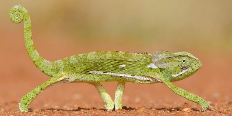 什麼是胎生動物？概念、繁殖、懷孕、特徵和差異
