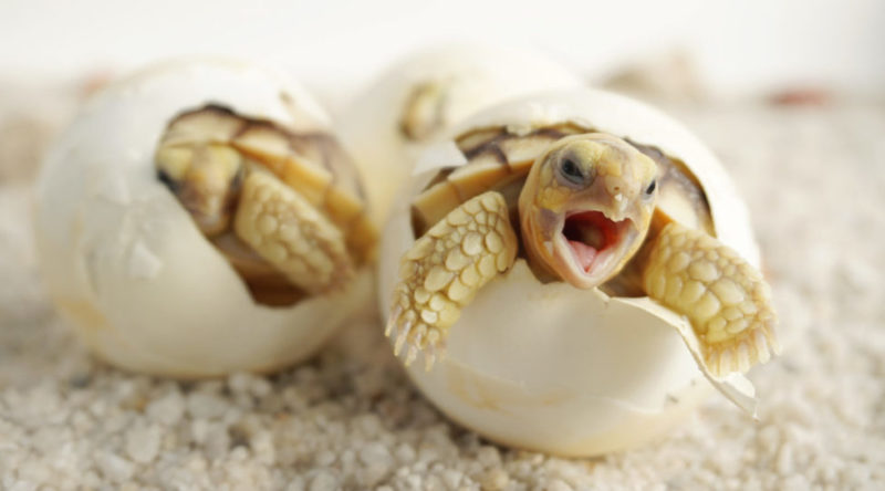 什麼是胎生動物？概念、繁殖、懷孕、特徵和差異