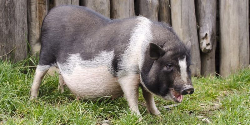 什麼是胎生動物？概念、繁殖、懷孕、特徵和差異